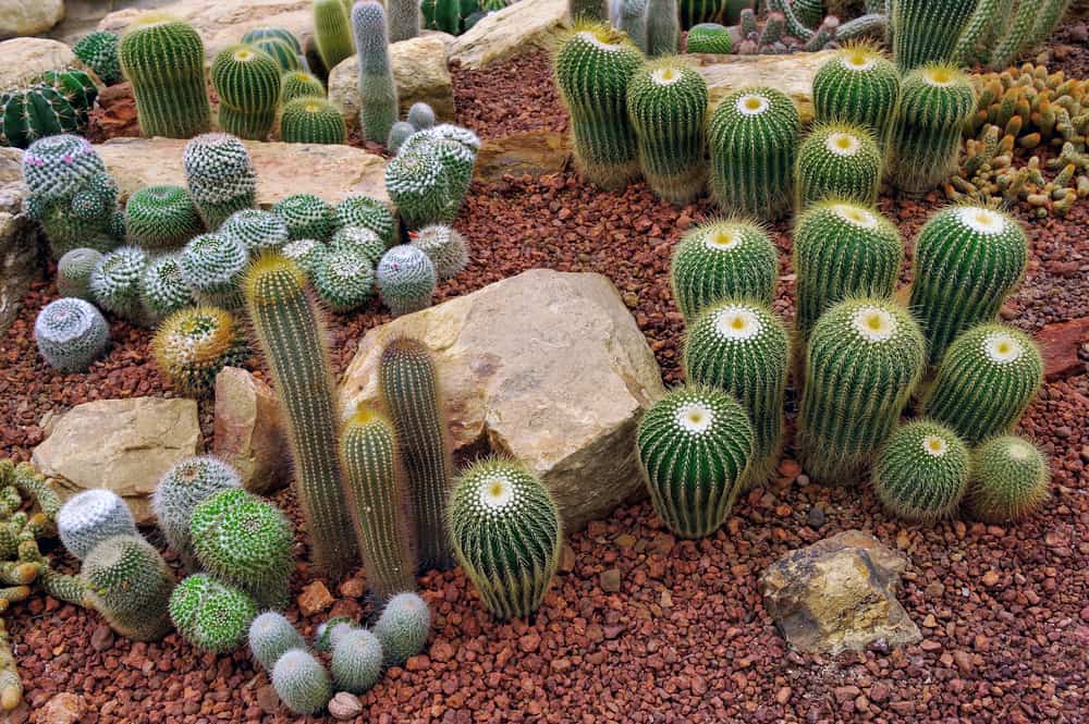 Ideas de jardín de cactus
