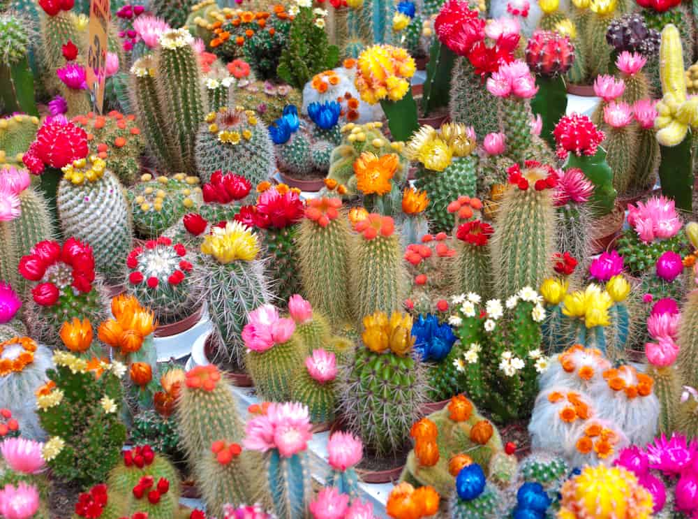 Ideas de jardín de cactus